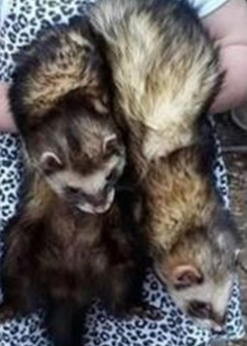 Appeal made after ferrets stolen during Stockbridge burglary