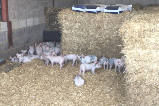 Appeal for information after 67 piglets stolen from farm