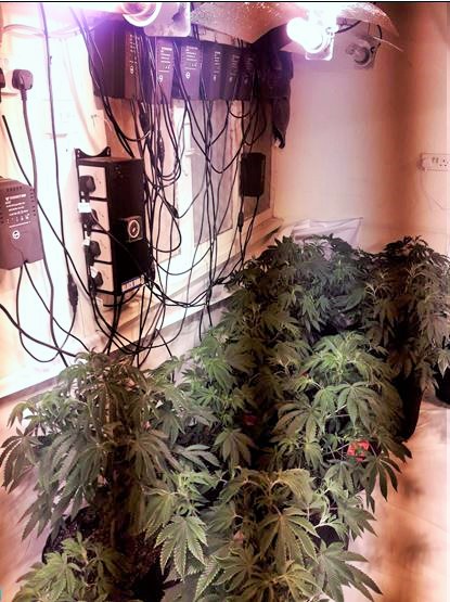 Cannabis Factory