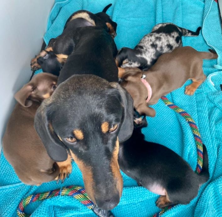 Stolen dog and five puppies safely taken to secure kennel after being found in Tadley