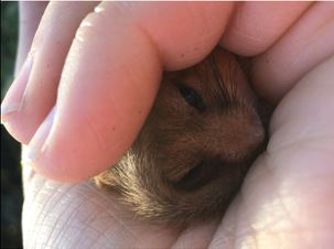 Rare dormouse habitat destroyed by luxury housing developer