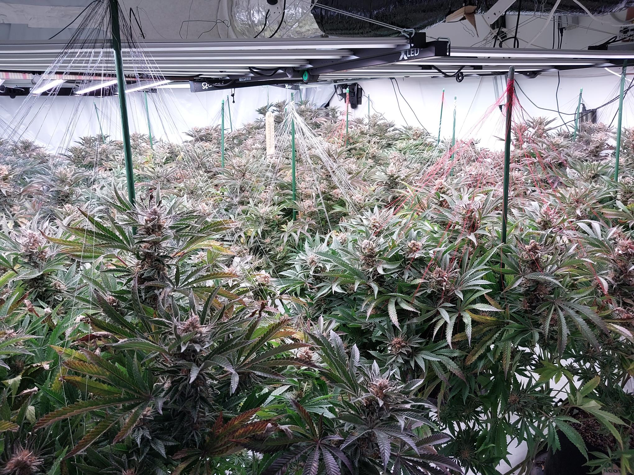 Farnborough police discover large cannabis factory at residential property