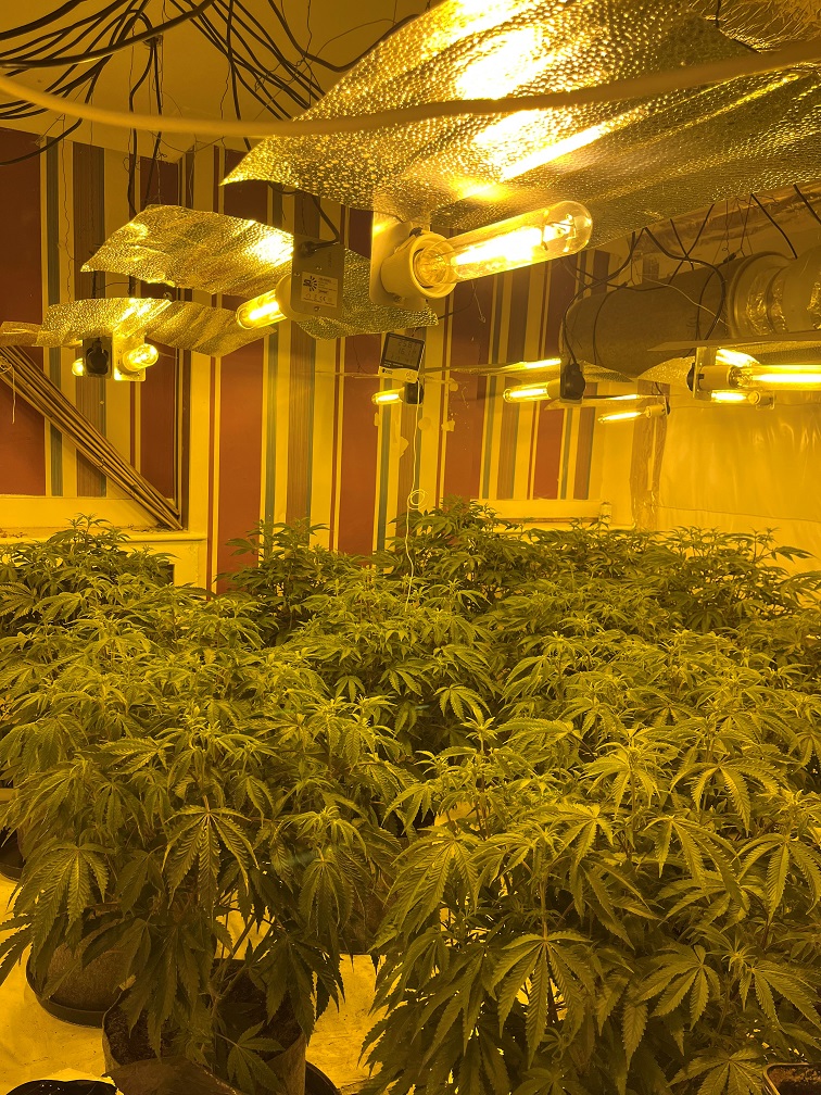 Cannabis Farm 1