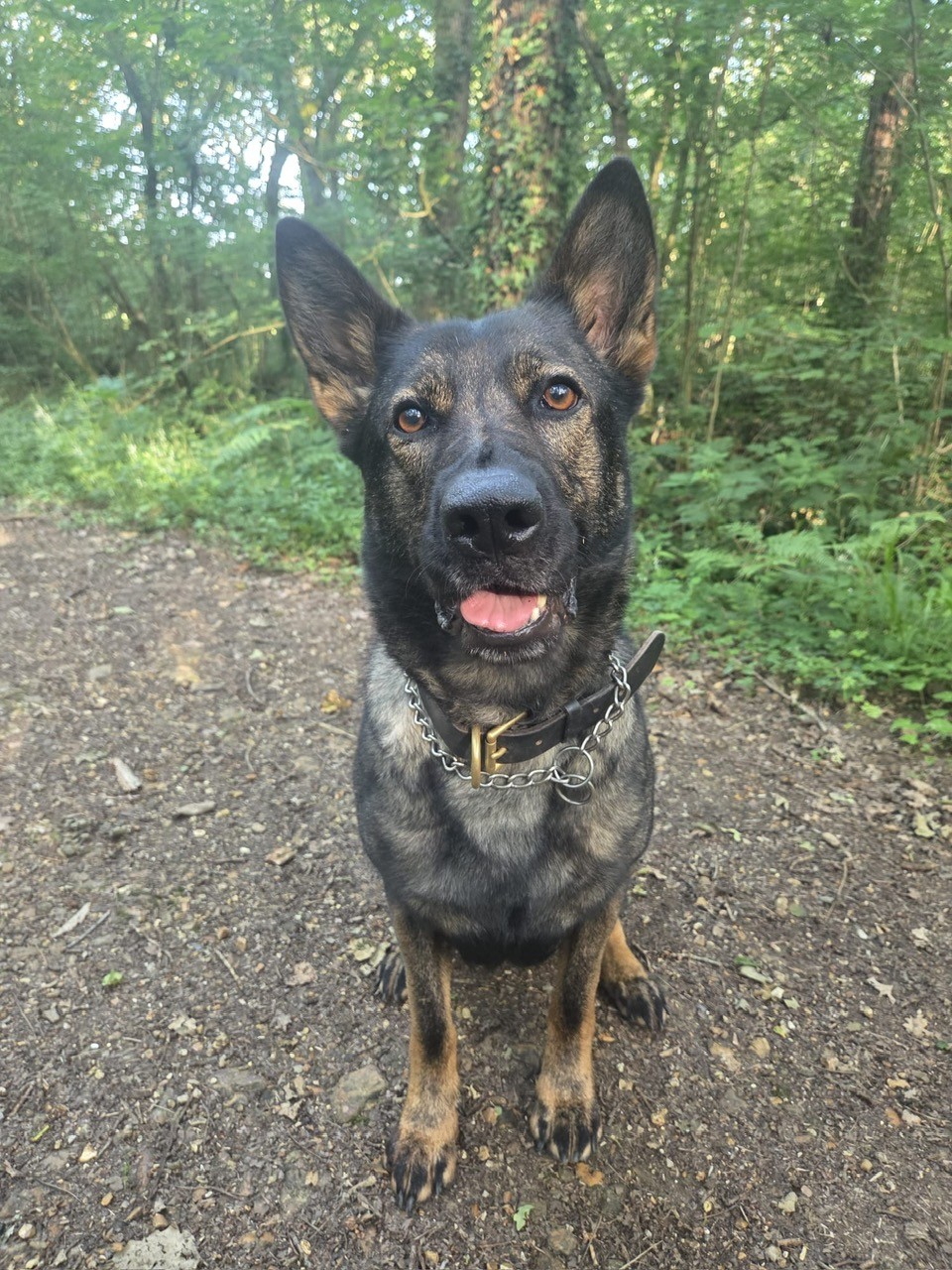 PD Bella and handler locate vulnerable man on IOW