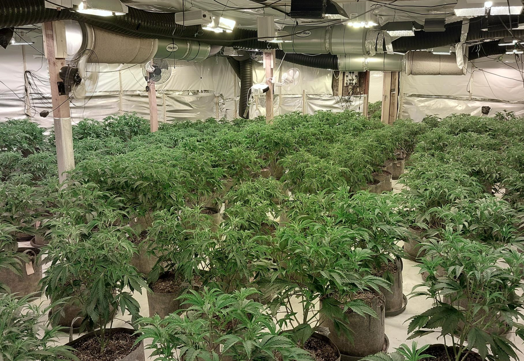 Four people arrested after officers locate large cannabis factory near Crondall 