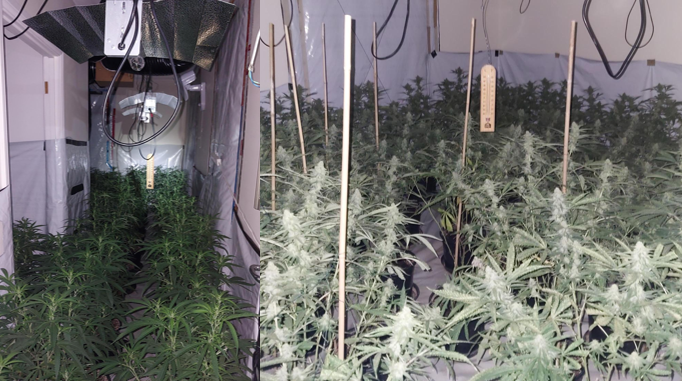 Two men arrested after officers locate large cannabis factory near Basingstoke 