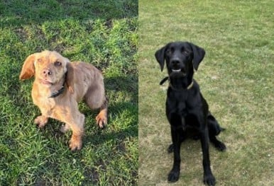 Two newly trained police dogs boost drug detection capability across Hampshire and Isle of Wight