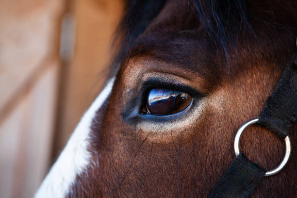 MRP Volunteer Horse Stock.jpg