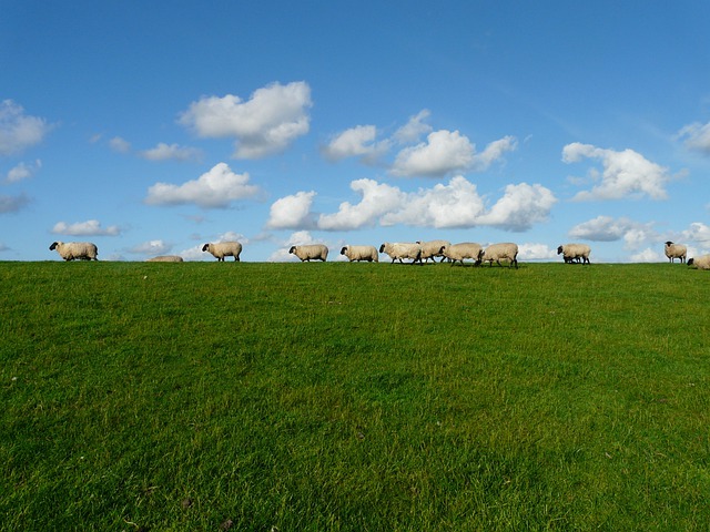 Dog owner pays compensation to shepherd after sheep is killed on the Isle of Wight