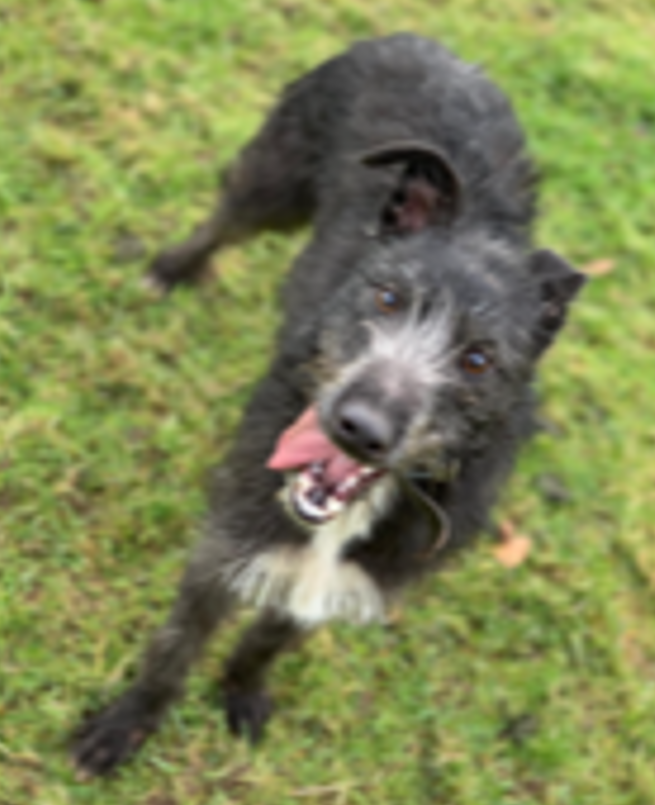 Witness appeal after dog and quad bike are stolen near Axford 